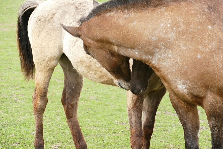 horses, friendship, coupling, group, horse head, couple, pasture HD wallpaper