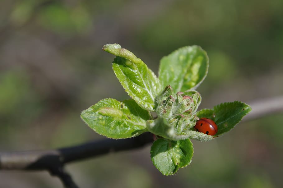 spring, apple, nature, ladybug, green, apple flower, macro HD wallpaper