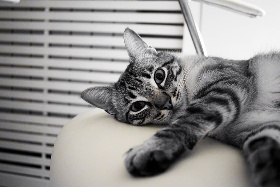 silver tabby cat near white venetian blinds photograph, pet HD wallpaper