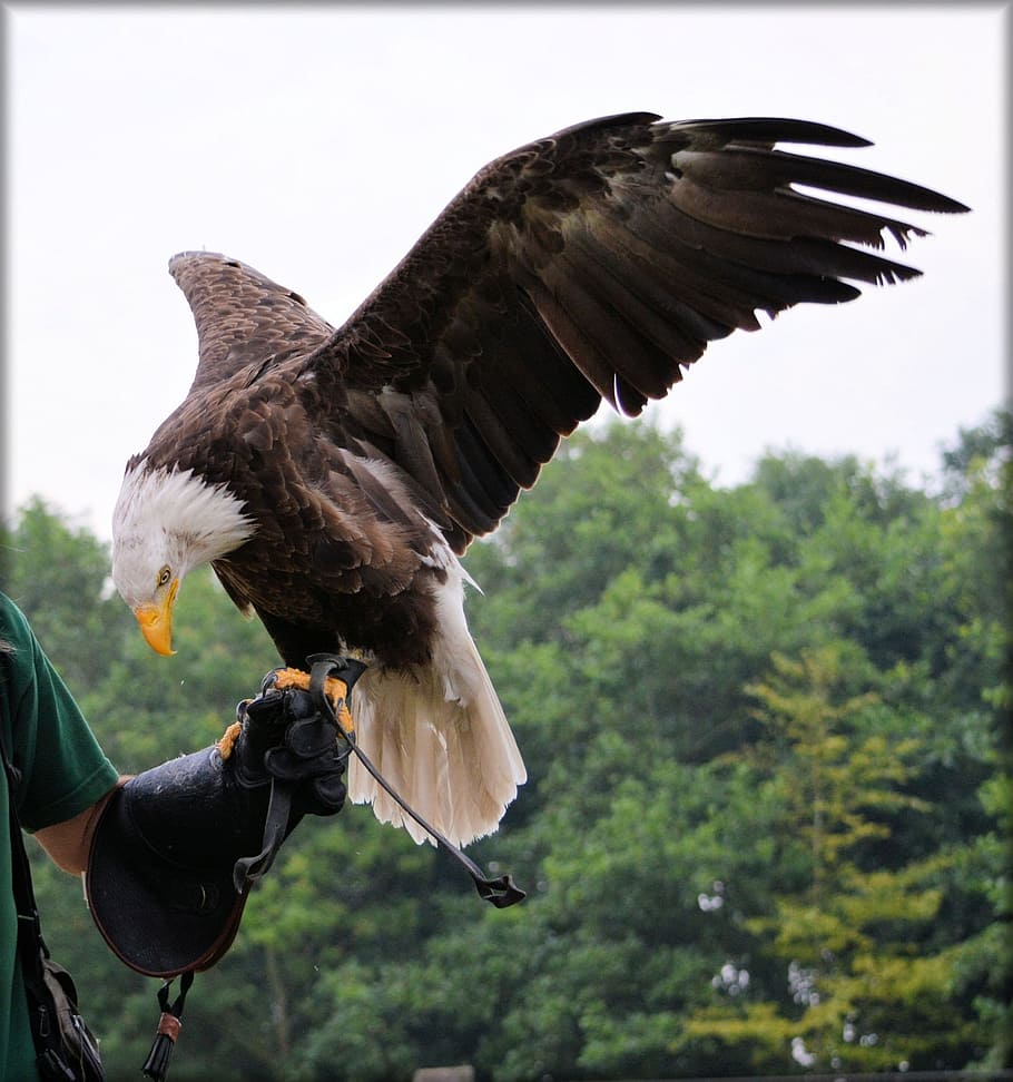 bald eagle on person's hand, animal, bird, feather, symbol HD wallpaper