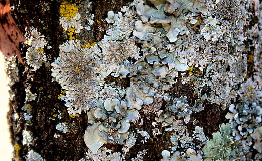 lichen, tree trunk, shady side, light grey, spots of color HD wallpaper