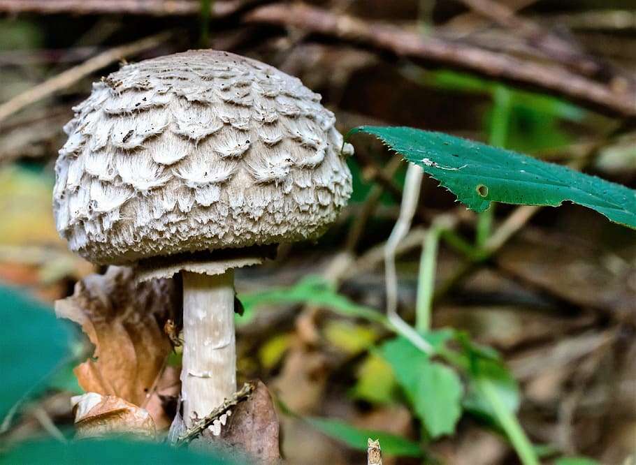 lamellar mushrooms, screen fungus, autumn, in the forest, forest floor, HD wallpaper