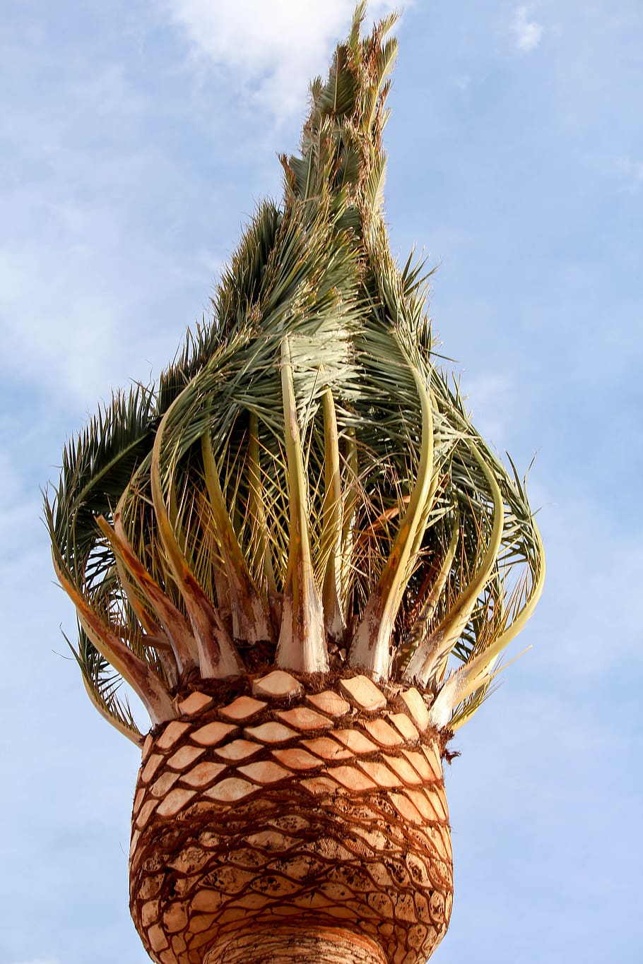 nature, sky, palm, summer, tree, plant, day, low angle view HD wallpaper