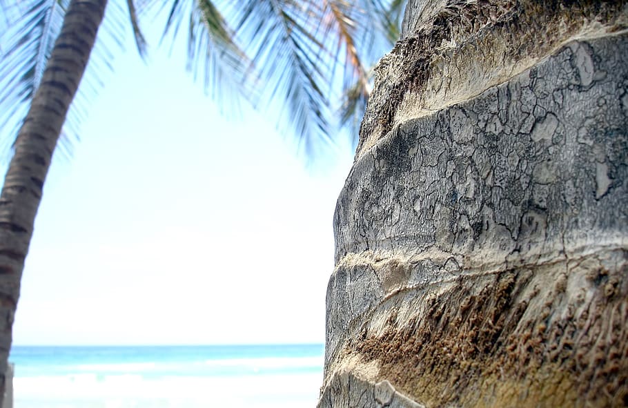 palm tree, caribbean, nature, sky, beach, island, about, day HD wallpaper