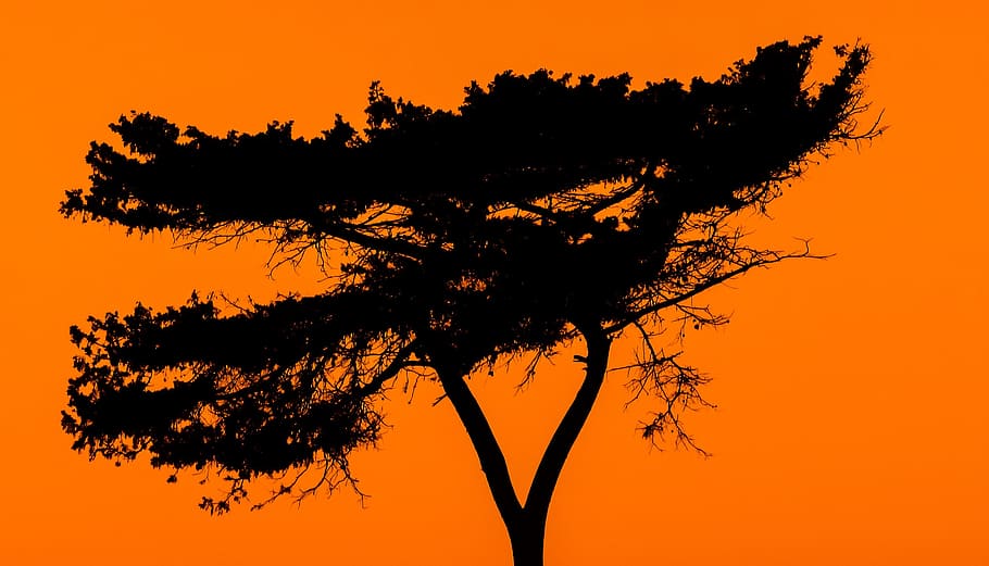 tree, shadow, afternoon, nature, sunset, orange, scenery, orange color HD wallpaper