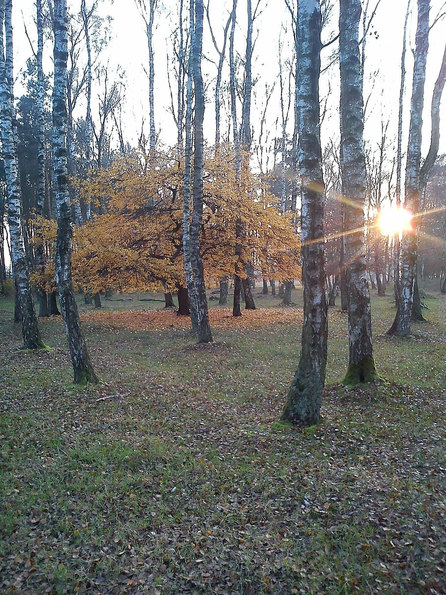 twilight, the sun, forest, birch, tree, autumn, nature, outdoors HD wallpaper