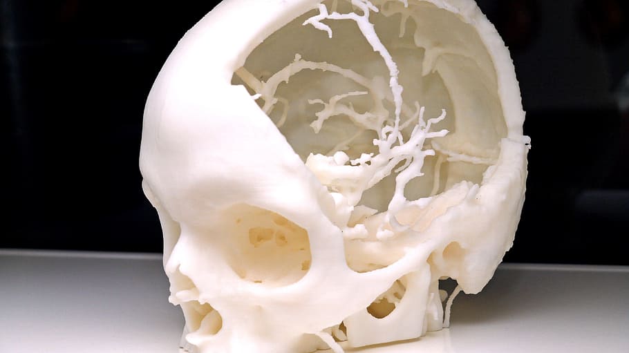 model, skull, 3d model, indoors, dairy product, white color HD wallpaper