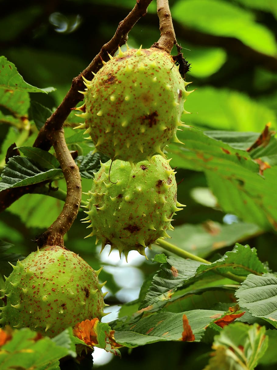 nature, chestnut, spur, tree, blossom, bloom, landscape, plant HD wallpaper