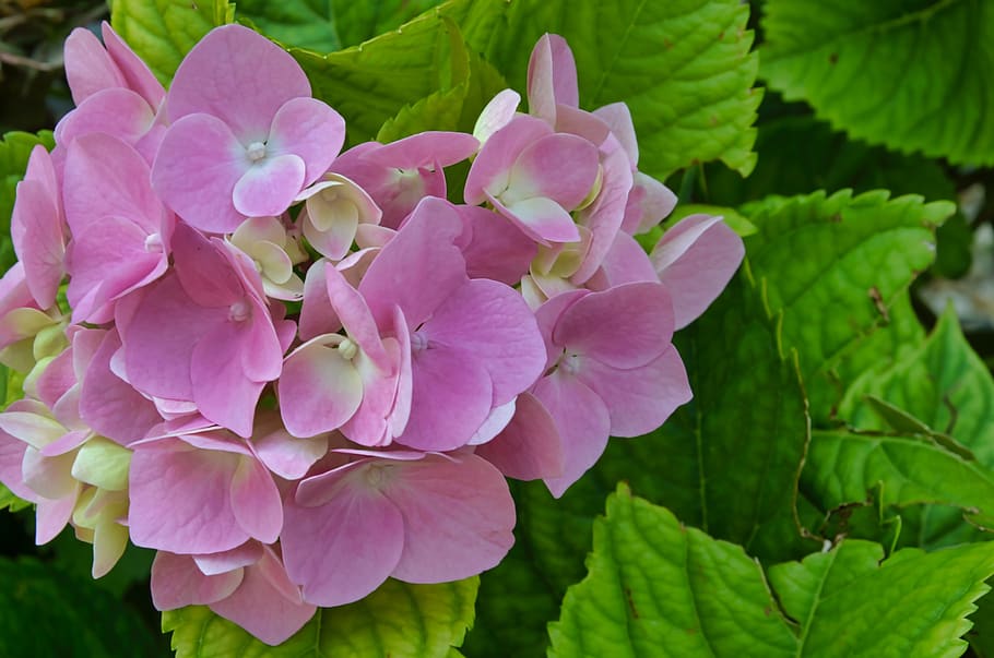 flower, rosa, hydrangea, petal, fragility, flowering plant HD wallpaper