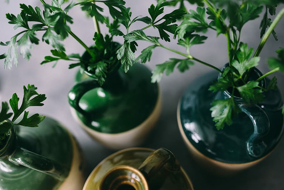 Parslel, cucumbers, green peas, and other greenery, vegetables HD wallpaper
