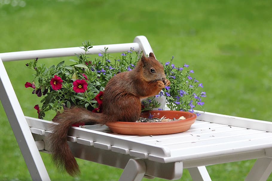 brown squirrel eating on round brown clay plate, animal, spring HD wallpaper
