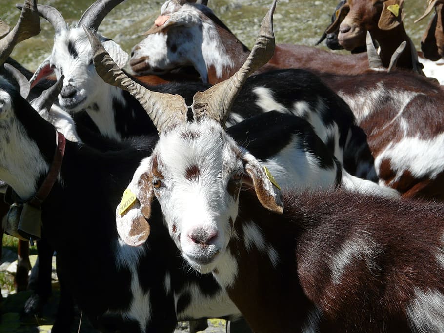 goat, herd, mountain, alps, nature, mammal, animal, animal themes HD wallpaper
