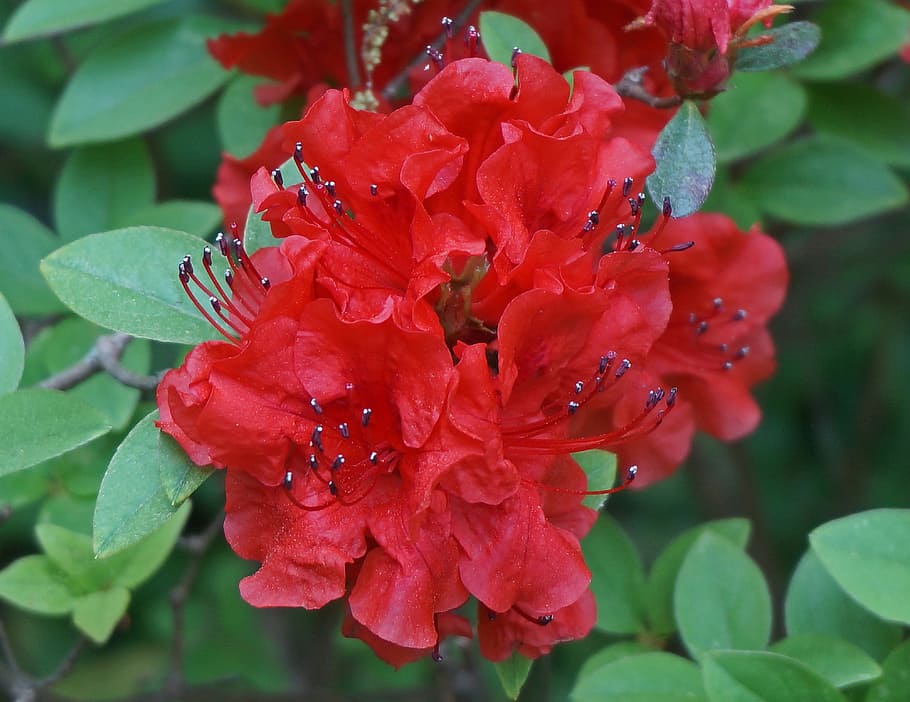 red azalea cluster, flower, blossom, bloom, shrub, bush, plant, HD wallpaper