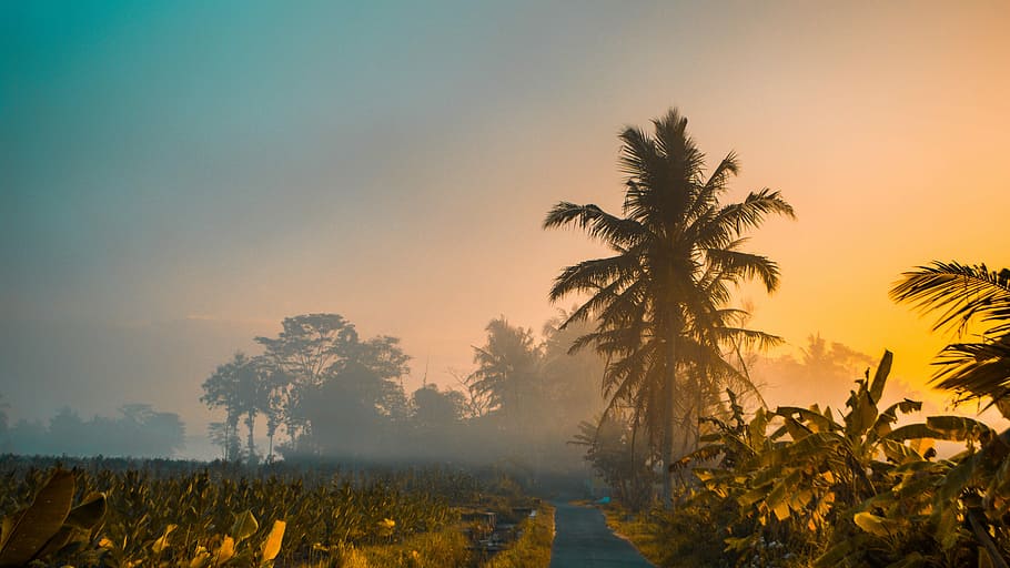 coconut trees near banana trees, river and trees photo during daytime HD wallpaper