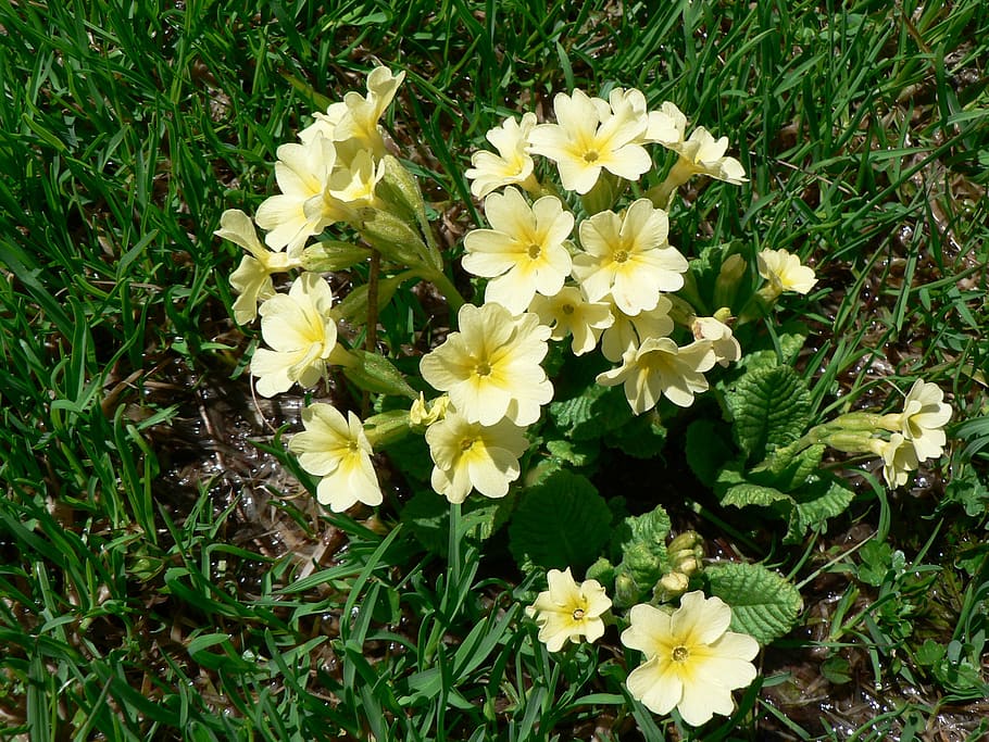 cowslip, high primrose, flowers, spring, yellow, flowering plant HD wallpaper