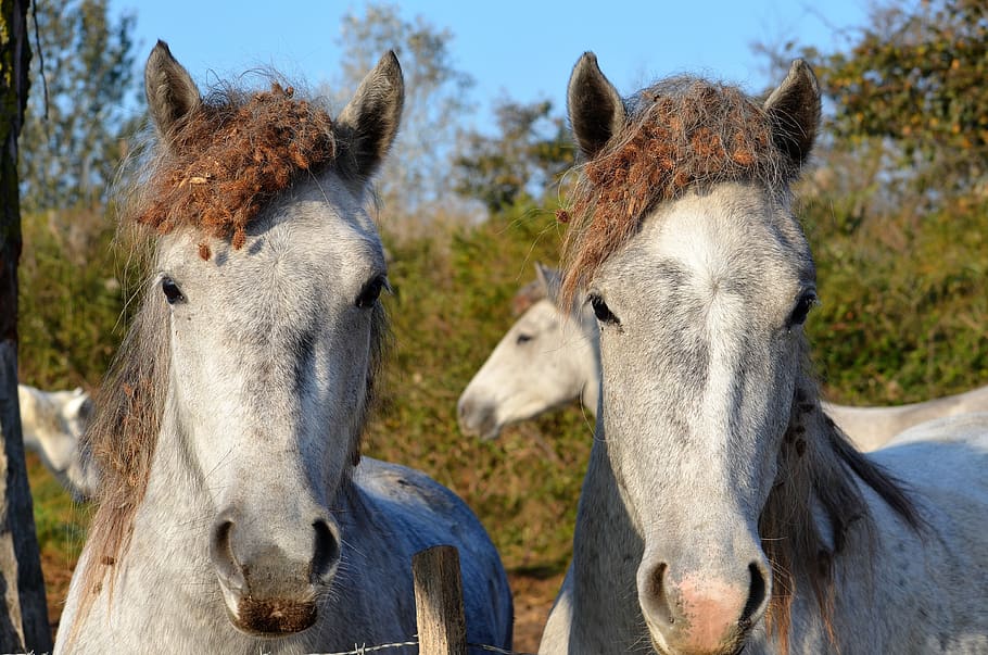 horses, animals, mane, mammal, livestock, domestic animals HD wallpaper