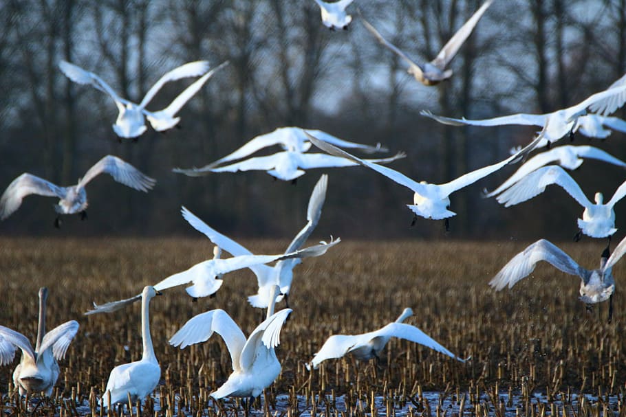 whooper swan, bird, swarm, arable, field, migratory bird, swans, HD wallpaper