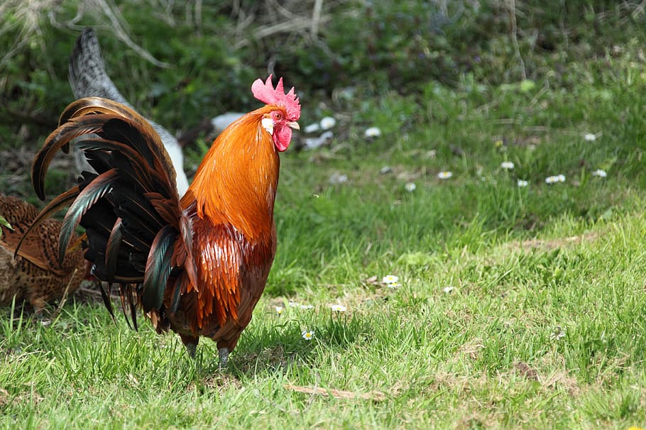 photo of red rooster on green grass field, brown, red hen, animal HD wallpaper
