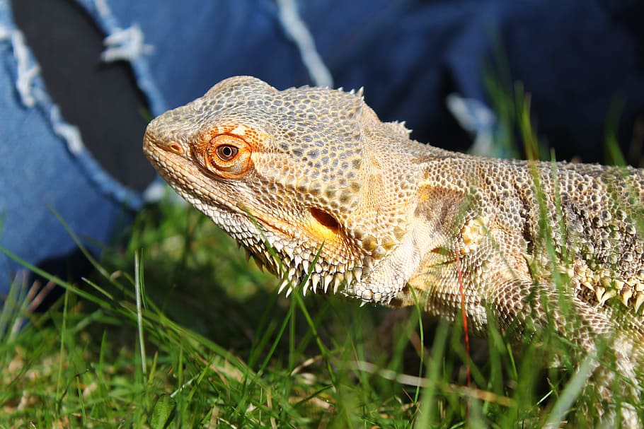 Bearded, Dragon, Dragon, Lizard, Reptile, wildlife, animal HD wallpaper