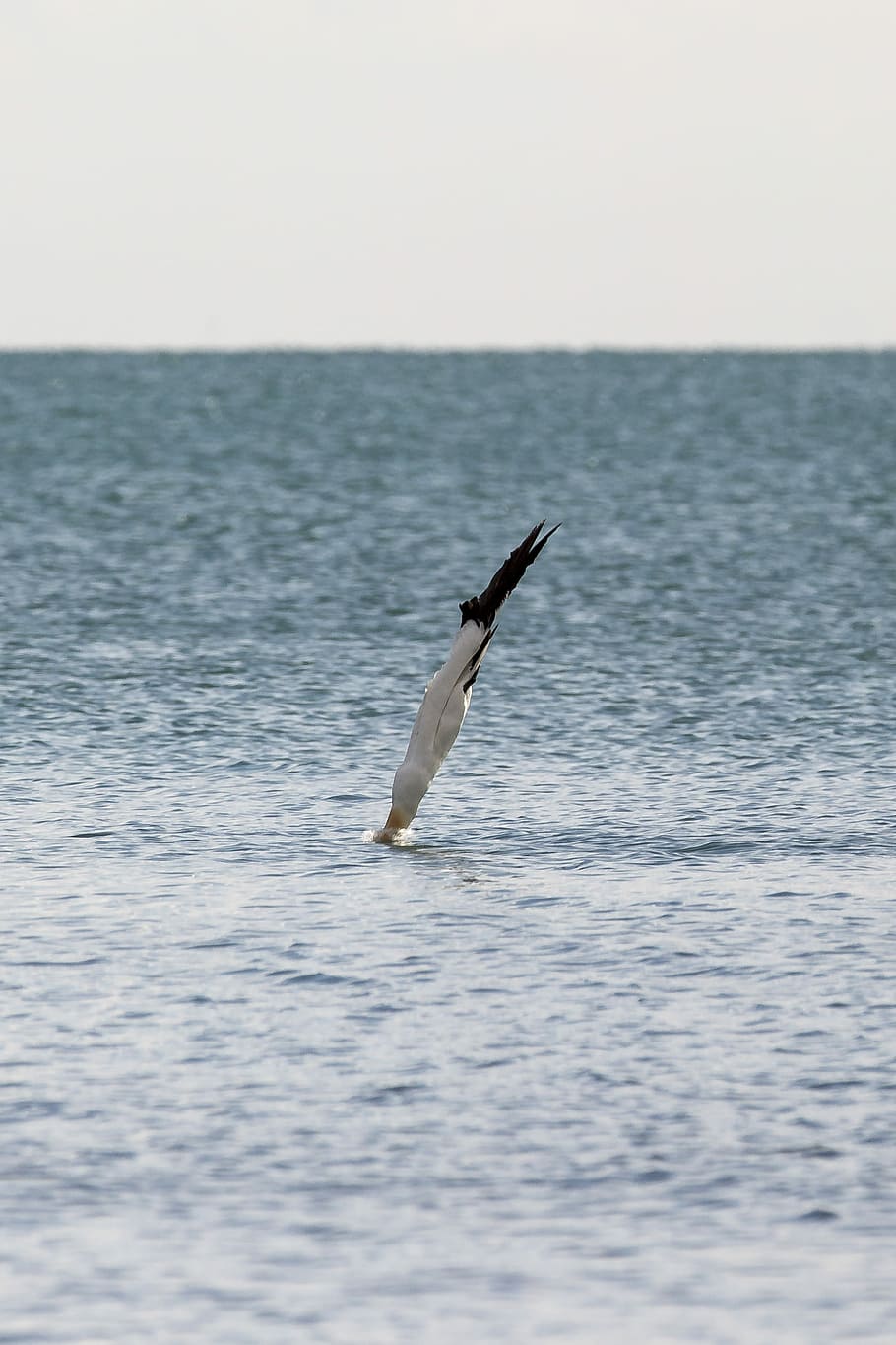 bird diving on water, white bird flying on body of water at daytime HD wallpaper