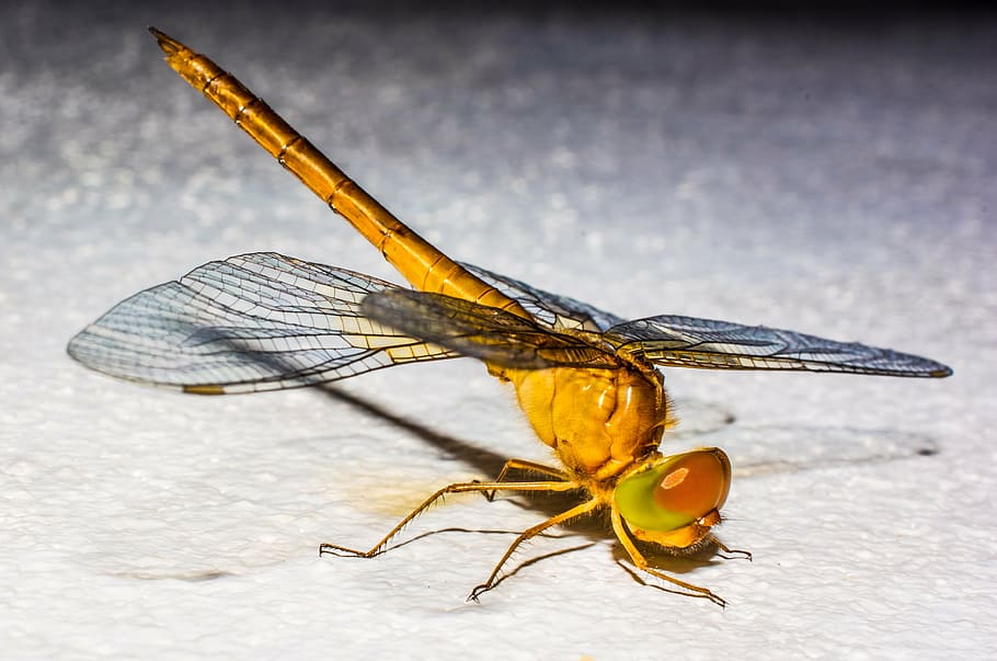 dragonfly, insect, animal, close, wing, chitin, nature, animal Wing HD wallpaper