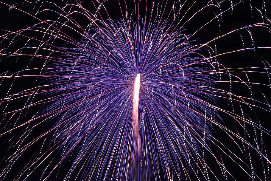 purple firecracker fireworks, night, celebration, exploding, firework Display HD wallpaper