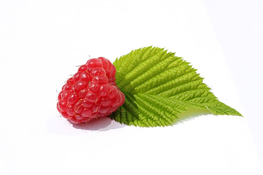 Raspberries, Leaf, Berry, green, green color, white background HD wallpaper