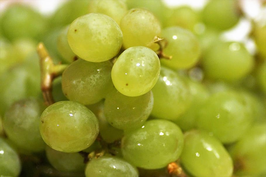 grapes, fresh, fruit, berry, juicy, green, mature, healthy HD wallpaper