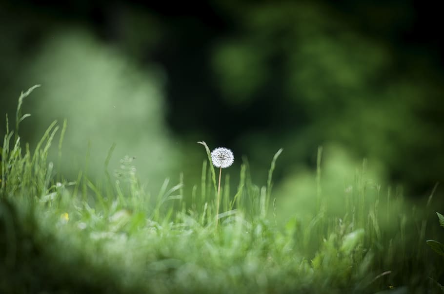 white dandelion flower in bloom on grass field, meadow, nature HD wallpaper