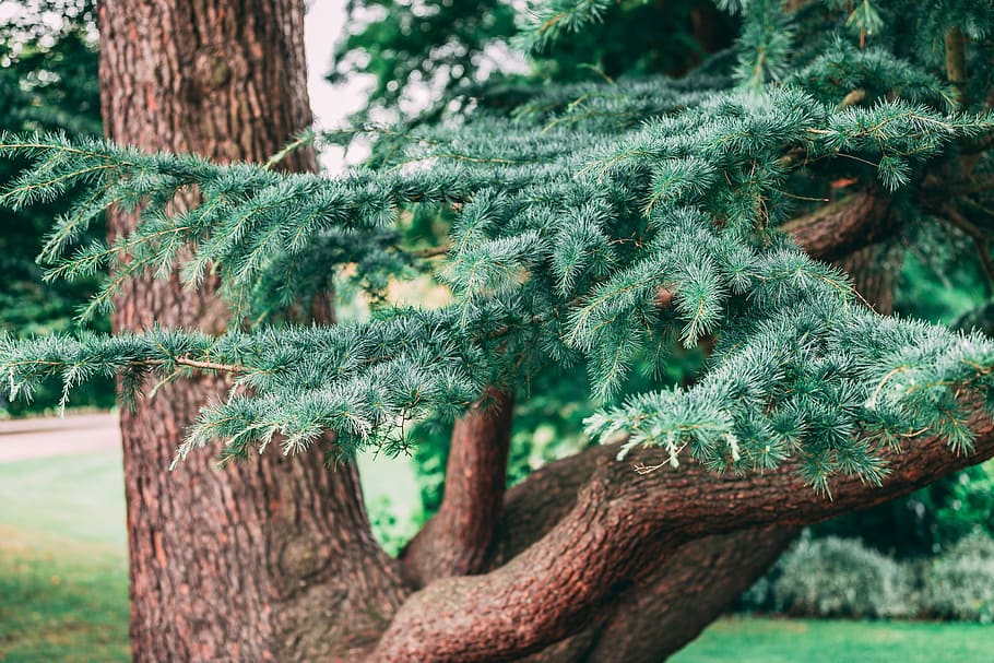 tree, pine tree during daytime, branch, garden, park, nature HD wallpaper