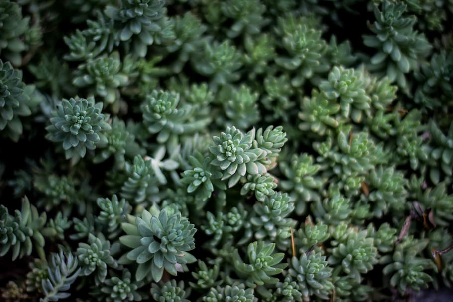 closeup photo of green leaf plant, plants, succulents, nature HD wallpaper