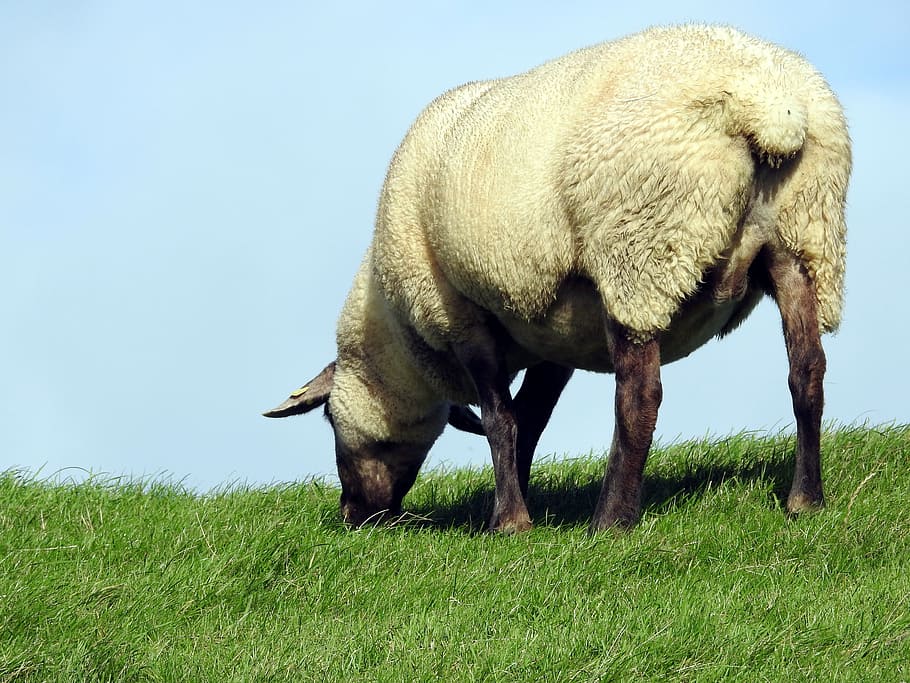 sheep, pasture, meadow, graze, dike, flock of sheep, wool, ungulate HD wallpaper