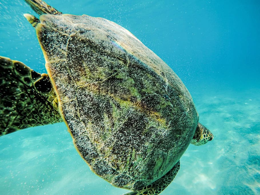 green sea turtle in water, green turtle under the sea, black turtle HD wallpaper