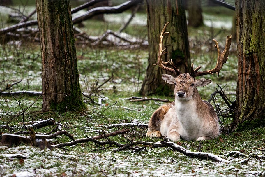 brown deer on ground near tree at daytime, forest, wild, fallow deer HD wallpaper