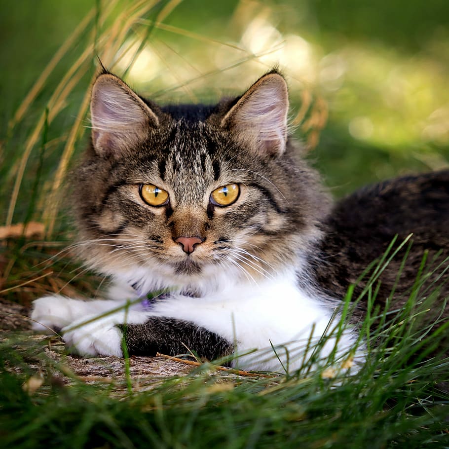 cat, cute, kitten, fur, mammal, nature, feline, animal themes HD wallpaper