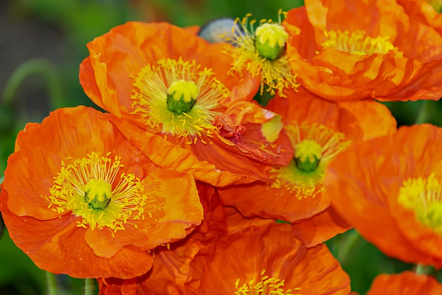 closeup photo of five fully bloomed orange petaled flowers HD wallpaper