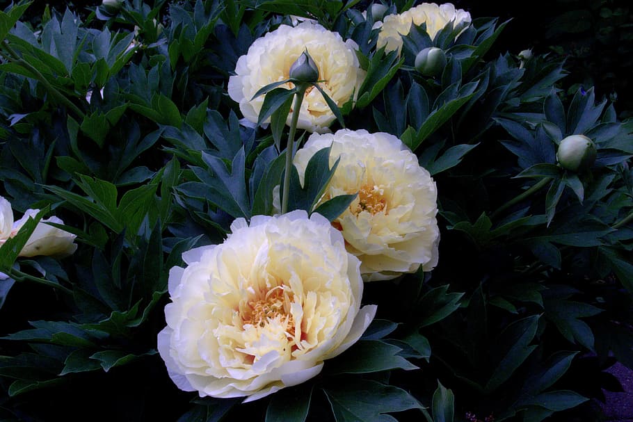 bartzella intersectional peony, flower, flora, blossom, bloom, HD wallpaper