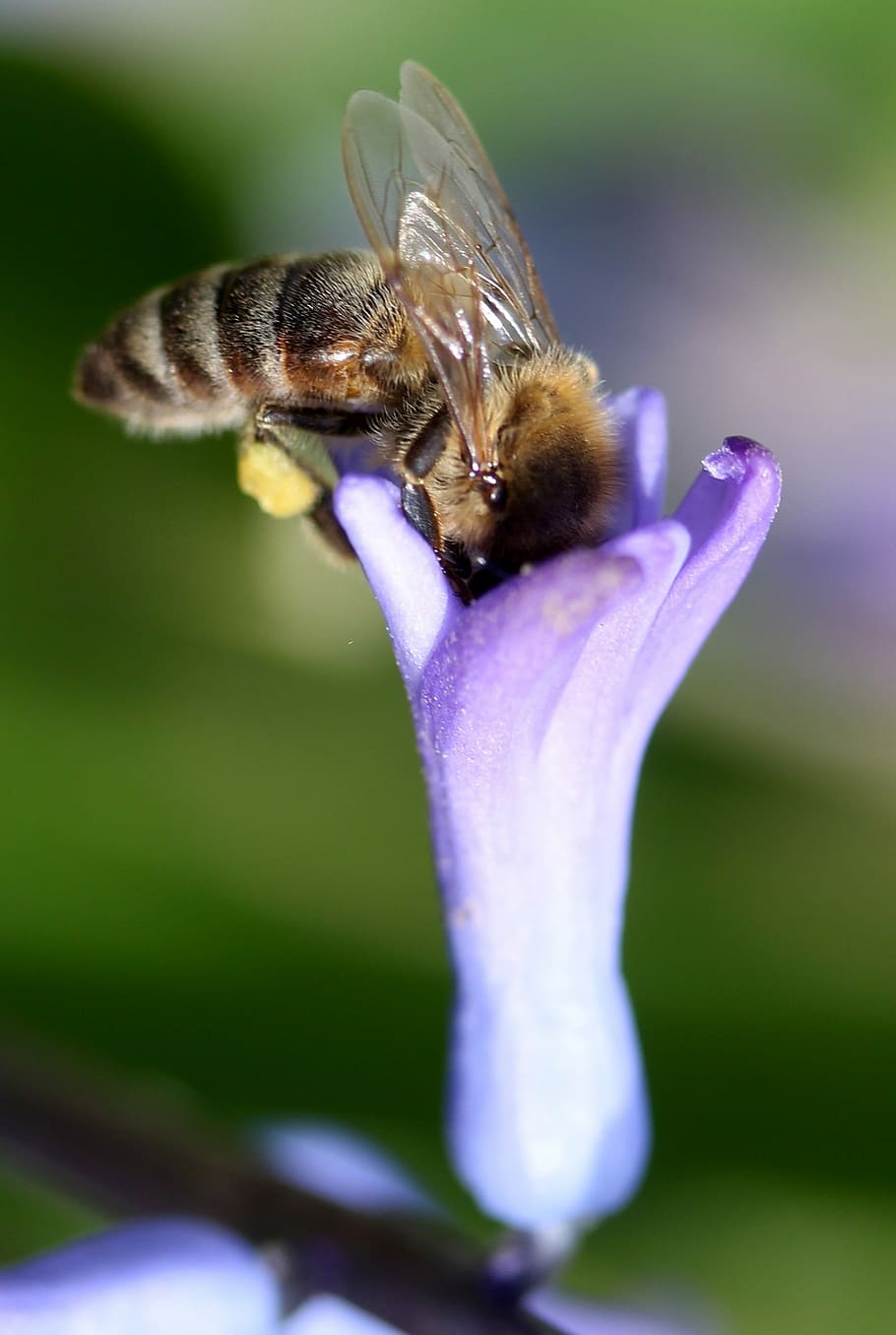 hyacinth, bee, pollination, blue, flower, insecta, petals, spring HD wallpaper