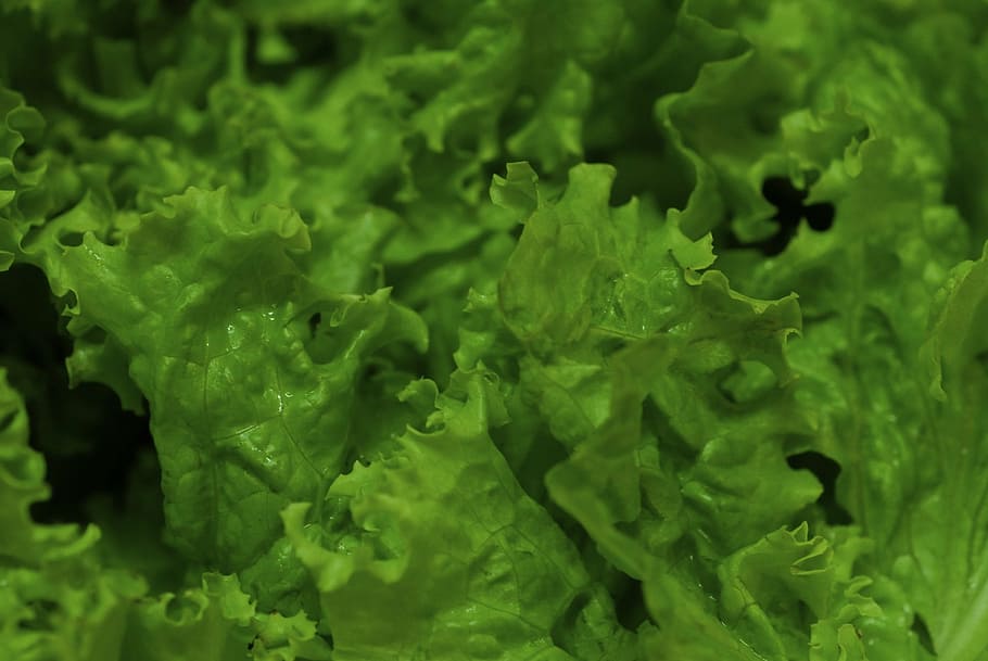 lettuce, vegetable, vegetables, greens, organic farm, healthy HD wallpaper
