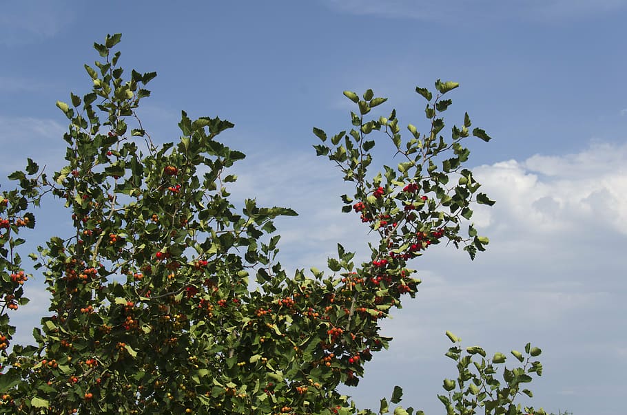 hawthorn, fruit, tree, leaves, ripe, plant, growth, sky, healthy eating HD wallpaper