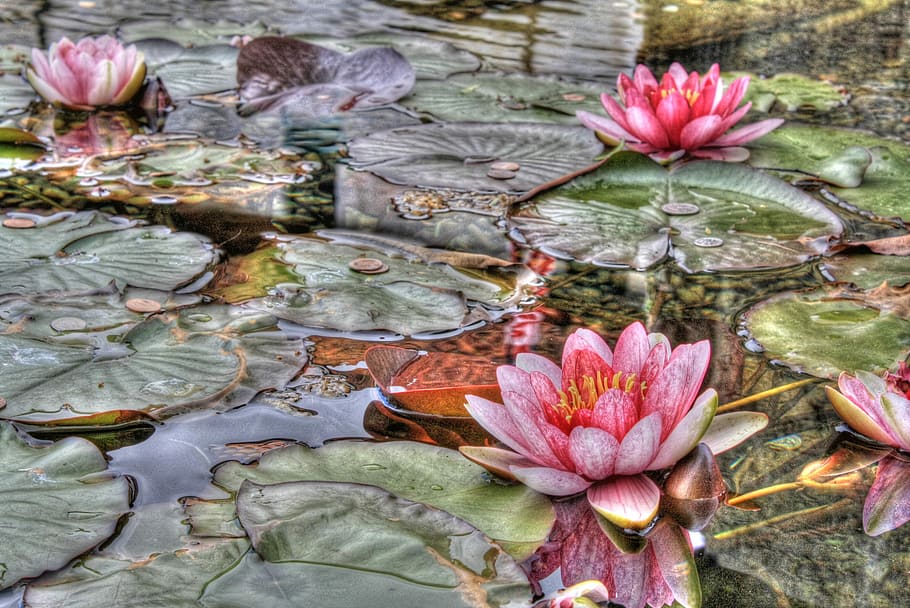 Water, Lilies, Hdr, flower, no people, leaf, growth, fragility HD wallpaper