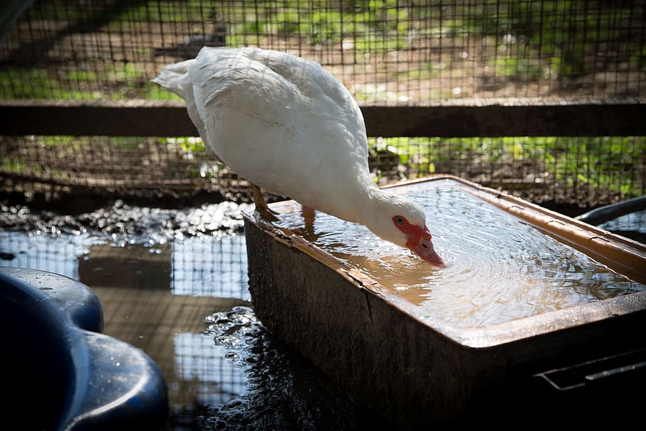 Goose, White, Water, bird, animal, food, farm, nature, meat HD wallpaper