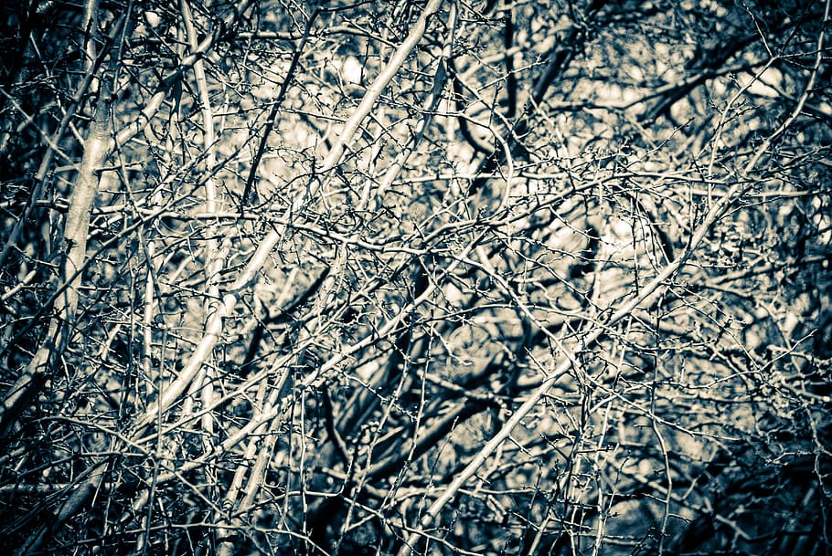 pattern, desktop, abstract, rough, nature, plant, tree, no people HD wallpaper