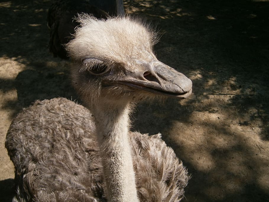 bird, beak, view, feather, the ostrich, eye, algae, zoo, animal themes HD wallpaper
