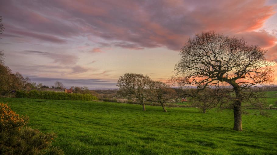 landscape, tree, dawn, grass, sunset, nature, countryside, plant HD wallpaper