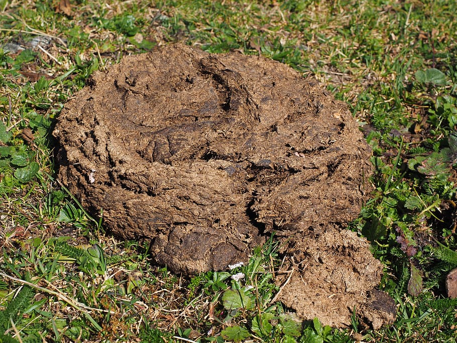 cow dung, flat bread, crap, brown, grass, digested, plant, land HD wallpaper