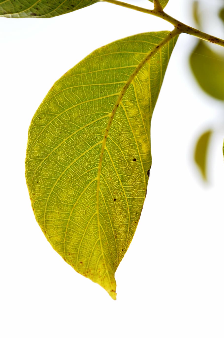 leaf, green leaf, leaves, plant, nature, close-up, green Color HD wallpaper