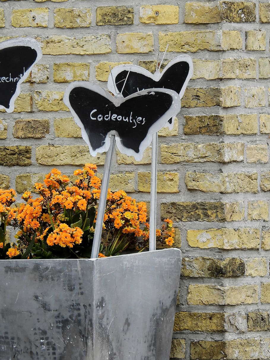 flower, blossom, bloom, wall, brick wall, butterfly, background HD wallpaper