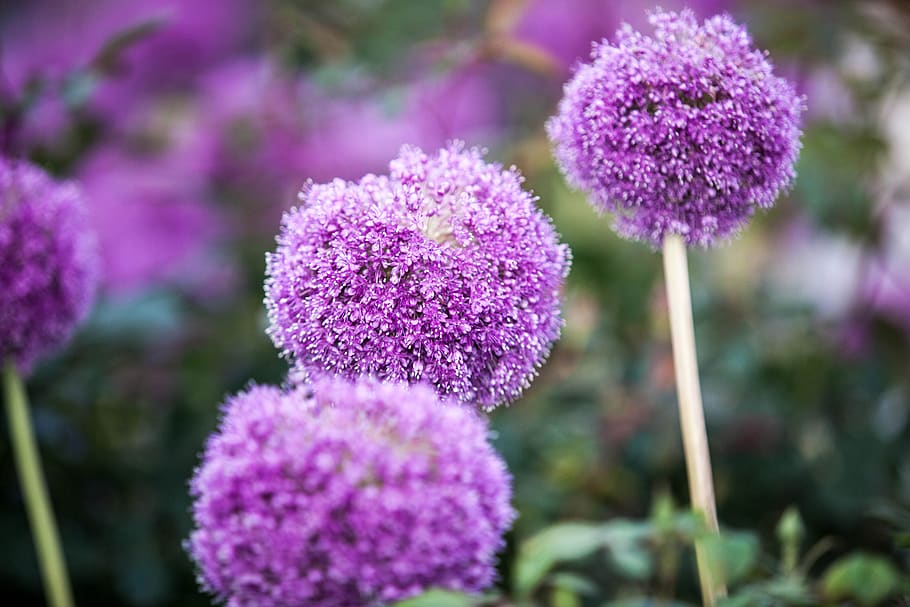 nature, flowers, flowering plant, freshness, beauty in nature HD wallpaper
