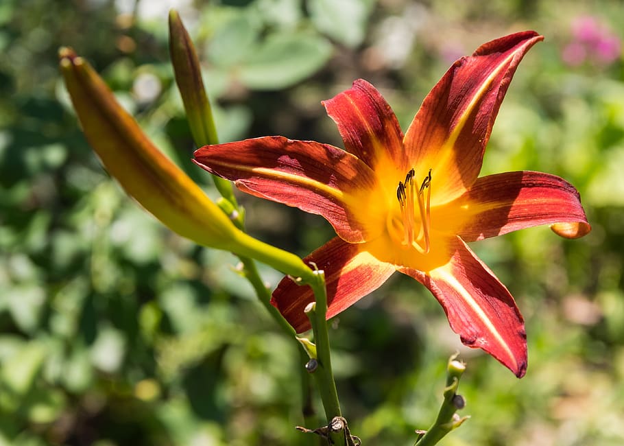 nature, flower, summer, flowering plant, petal, fragility, vulnerability HD wallpaper